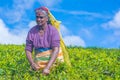 Tamil woman who works at Dambetenna estate breaks tea leaves Royalty Free Stock Photo